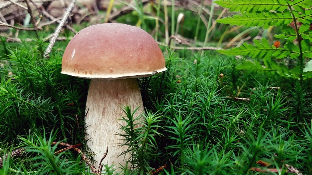 junger Steinpilz im Moos