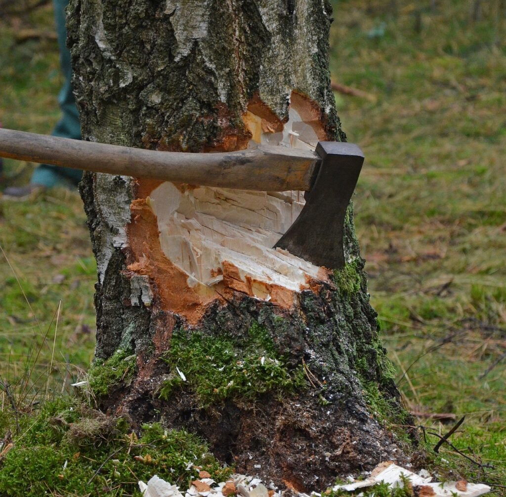 Holzfällung mit Axt