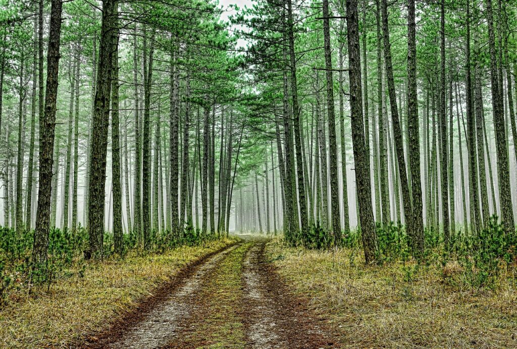 Schwarzkiefernwald (c) Schwoaze