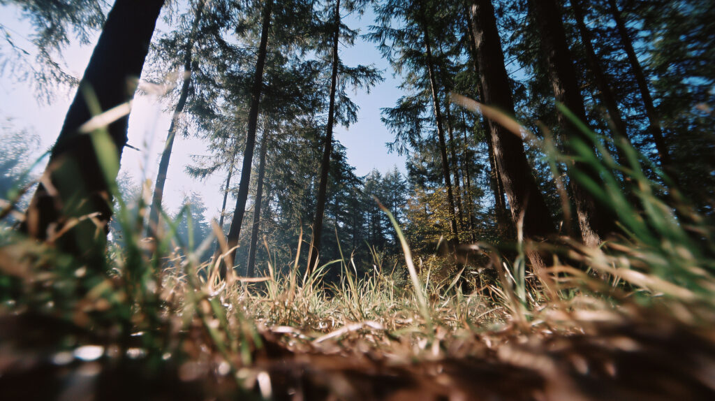 projekt einreichen header wald waldkultur