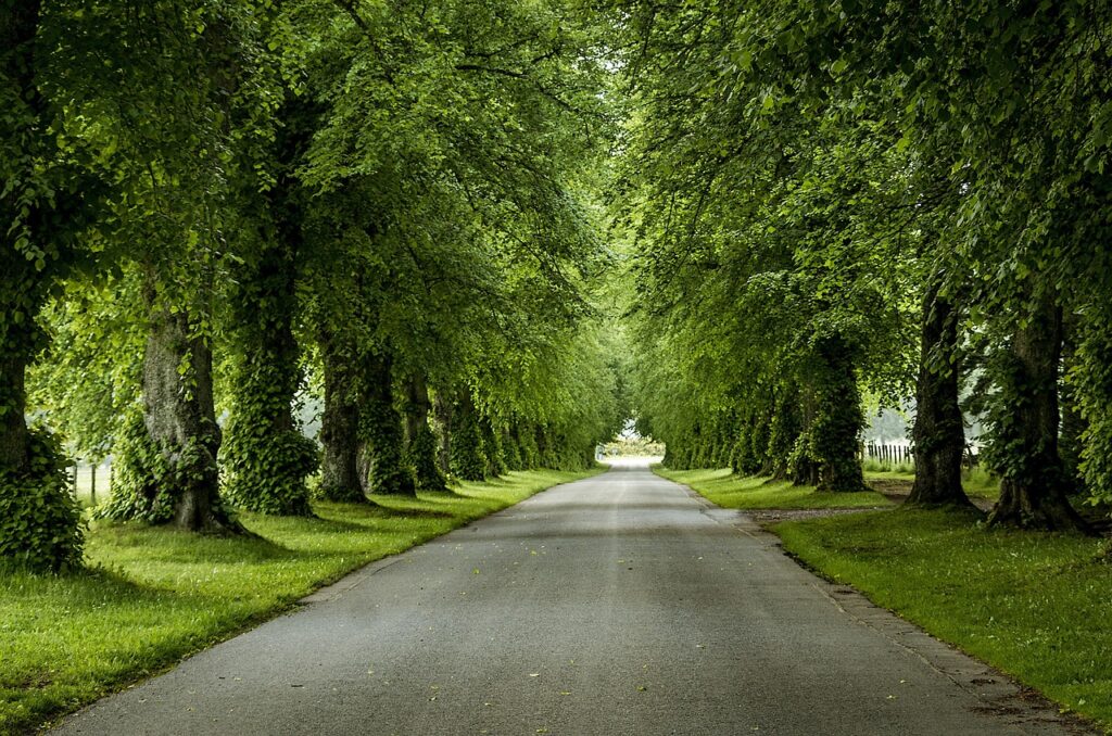 lindenallee c wenzlerdesign-avenue-4157699_1280